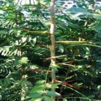 皂角苗 大量低價供應皂角苗