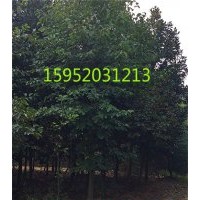 精品白玉蘭，15公分精品白玉蘭價格