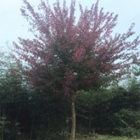 河南三角楓低價供應，8-25公分工程用苗木