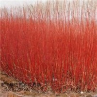 紅王子錦帶、紅瑞木、棣棠、珍珠梅苗木基地