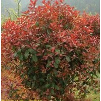 紅葉李、西府海棠、黃刺梅、黃櫨