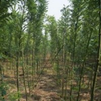 1、2公分國槐大量低價優惠供應