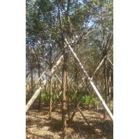 黃花風鈴，7-10公分