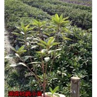 【值得關注】你對苗木市場競爭現狀知多少？