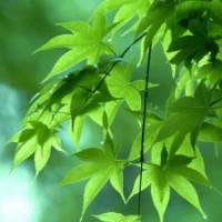 長期供應櫻花紅楓，青楓，羽毛楓，垂絲海棠