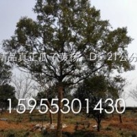 精品真正瓜子黃楊，D：21公分，H：7m，R：6m百年難遇相約有緣人