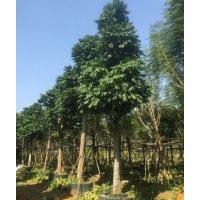 陽(yáng)春仁面子之鄉(xiāng)，仁面子假植苗基地，仁面子批發(fā)基地