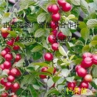 鈣果苗出售、中華鈣果苗大量低價出售