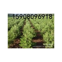 供應3到6公分的紅葉碧桃，3到6公分的龍柱碧桃，3到6公分的西府海