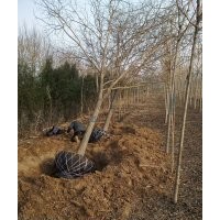大量出售2-40公分國槐，千頭春，白蠟，占地苗木棗樹苗，1--30公