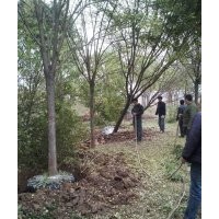 滄州綠茵苗圃出售國槐 榆樹，柳樹