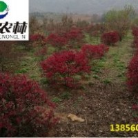 紅花繼木苗木供應各種規格都有