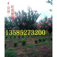 江蘇紫薇價格，3-4-5公分紫薇價格，產(chǎn)地批發(fā)直銷紫薇價格