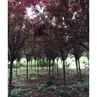 供應(yīng)泰安紫葉李，5-6公分紅葉李，7-8公分紫葉李價(jià)格