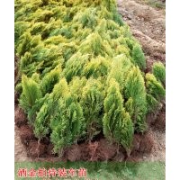 江蘇灑金柏價格，30-40公分高灑金柏價格，產(chǎn)地直銷灑金柏價格