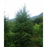 供應各種規格冷杉