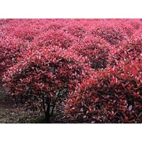 紅葉石楠球報價，小區行道樹常用樹種