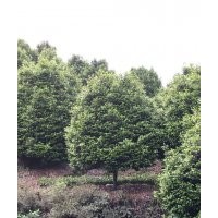 供應高桿茶花