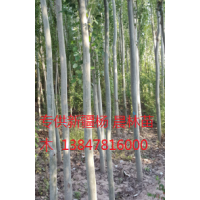 新疆楊低價銷售