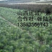 50-60公分營養杯白皮松大量出售