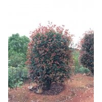 大量供應(yīng)桂花、紅花繼木、春、夏杜鵑、金葉汝貞，四季桂、香樟、