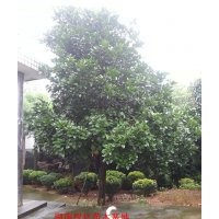 常年對外供應湖南香泡，優質移栽香櫞，湖南移栽香泡
