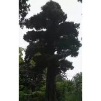 批發一棵“重量級”國內羅漢松，樹齡約500年以上，