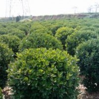 花木售價：大葉黃楊球、連翹、金葉猶、鼠尾草、膠東衛矛、八仙花