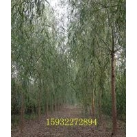 低價出售垂柳