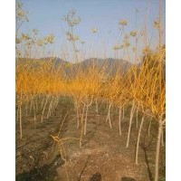常年供應(yīng)各規(guī)格紅楓，雞爪戚，紫薇，紅葉李，櫻花，廣玉蘭，紅白