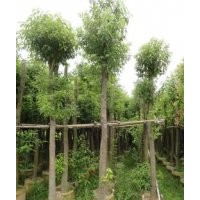 供應煙脂木苗 富貴竹樹苗 菩提樹 楓香樹苗 香樟 紅楓樹苗