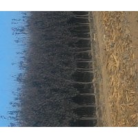 大量紫葉李，紅葉李，雙櫻，西府，碧桃便宜處理