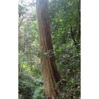 供應馬靈光