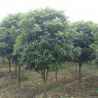 8公分桂花批發，8公分桂花報價