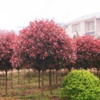 供應紅葉石楠、側柏、黃金榆、小葉女貞、冬青、紫藤、玉蘭、側柏