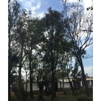出售滇樸，黃連木，清香木，馬櫻花，皂角