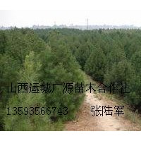 80-1.5米白皮松大量低價(jià)出售