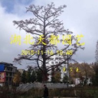 水杉（水杉苗、水杉樹的發現發展培育技術）利川天都園藝