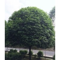 四川地區出售各種苗木