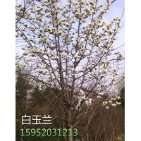 精品白玉蘭，10公分精品白玉蘭價格