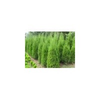 山西占地蜀儈 占地側柏 占地冬青