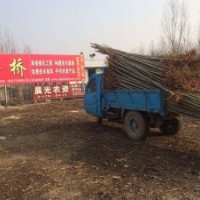 4公分法桐繼續上