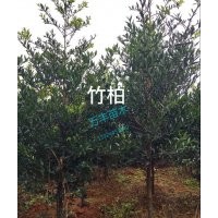 供應竹柏