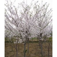櫻花樹規格，櫻花樹圖片，染井吉野櫻花樹價格