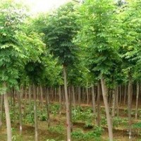 欒樹、銀杏、 垂柳