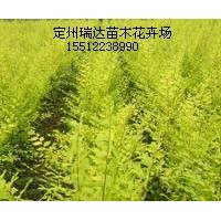 叢生金葉榆、木槿、榆葉梅、金銀木、猥實(shí)