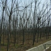 精品米徑5公分欒樹價格 5公分欒樹價格
