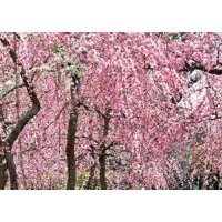 梅花