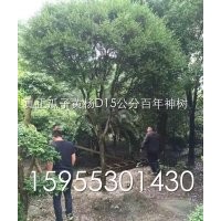兩棵瓜子黃楊，D15公分，H：5m、R4m百年難遇的精品神樹，有愛好