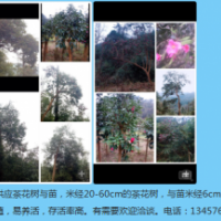 生態山茶花樹